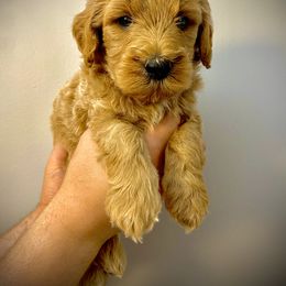 Goldendoodle Puppies from Barnwood Doodles