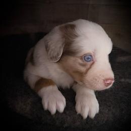 Chili-Full tail and blue eyes likely - Red merle male Australian Shepherd puppy in Penrose, Colorado from Best Friend Aussies