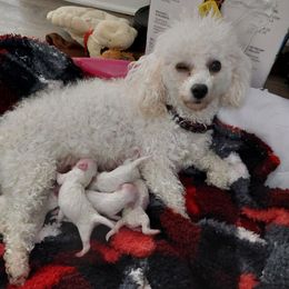 Jazz - Bichon Frise