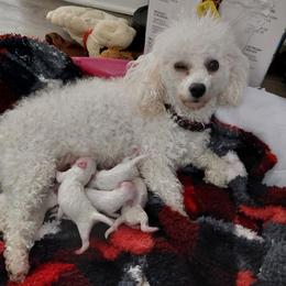 Jazz - Bichon Frise