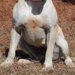 Alapaha Blue Blood Bulldogs from Chop Top Alapahas