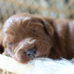 Cavapoos, Goldendoodles, and Poodles from Dlm_doodles