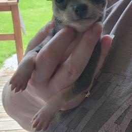 Tatum - Blue and tan female Chihuahua puppy in Ashtabula, Ohio from Paw's & Awe's Chihuahuas