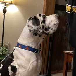 Jax - Great Dane
