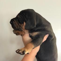 Black Tan Point (2) - Black male Great Dane puppy in Kimball, Michigan from Starlight Danes