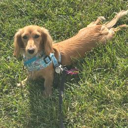 Honey - Dachshund