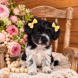 Holly - Phantom female Maltipoo puppy in Dover, Florida from Country Cottage Puppies