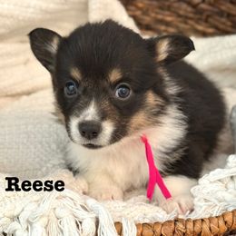 Pembroke Welsh Corgi Puppies from Sarah Ledford