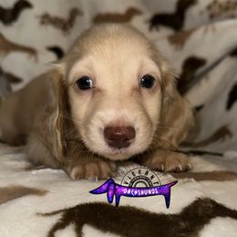 Girl 1 - Cream female Dachshund puppy in Turlock, California from Vibrant Dachshunds