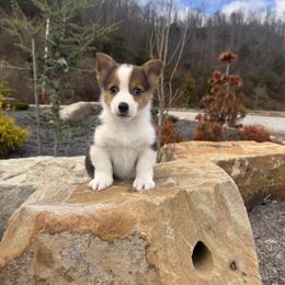 Tobi - Black and tan male Pembroke Welsh Corgi puppy in Manchester, Kentucky from Riverside Corgis