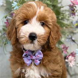Fancy - Red  female Goldendoodle puppy in Yuciapa, California from AlltheDoodlez_
