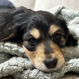Snoopy - Dachshund puppy from Farmhouse Dachshunds
