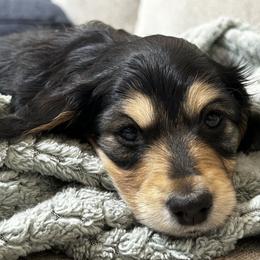 Snoopy - Dachshund puppy from Farmhouse Dachshunds
