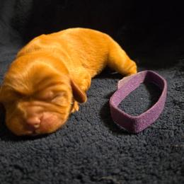 Girl 2 - Ruby female Cavalier King Charles Spaniel puppy in Sunny Valley, Oregon from Sunny Valley Cavaliers