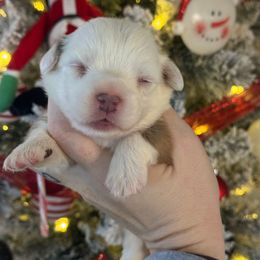 Jasper - Fawn and white male American Corgi puppy in East Oakdale, California from Rhettro Kennels