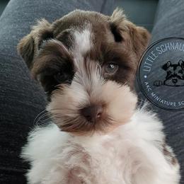 Loretta - Miniature Schnauzer