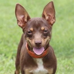 Tar River's Rogue - Chocolate and white female Teddy Roosevelt Terrier puppy in Gadsden, Alabama from Rich Cat’s