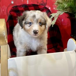 Murphy- Black - Blue merle male Australian Shepherd puppy in Hayward, California from Grissom’s Aussies