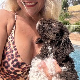 Lagotto Romagnolo Puppies from Anna’s Lagottos