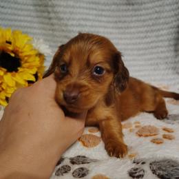 Leon - Dapple male Dachshund puppy in Hudson, Michigan from Mittentail Kennel Miniature Dachshunds & Australian Shepherds