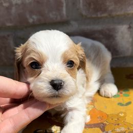 Cavapoo, Cockapoo, Goldendoodle, and Poodle Puppies from Lipscomb Doodles