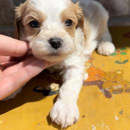 Cavapoo, Cockapoo, Goldendoodle, and Poodle Puppies from Lipscomb Doodles
