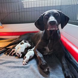 Luna (yellow) - White and liver female German Shorthaired Pointer puppy in Marshfield, Missouri from Suma Kennels