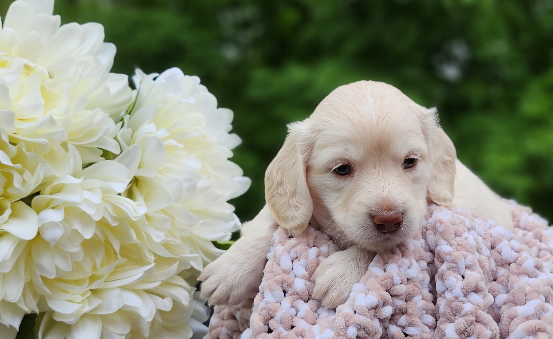 Princess Peach (Purple) - Cream Dachshund puppy in California from Farmhouse Sausages