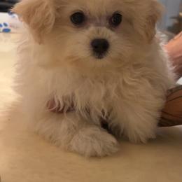Aero - White female Maltipoo puppy in Long Island, New York from Minipaws kennel