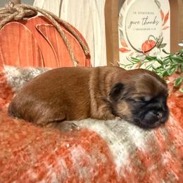 Girl 1 - Brindle female Shih Tzu puppy in Lexington, North Carolina from SCS Shih Tzus