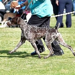German Shorthaired Pointers and Miniature Pinschers from Desert Rose Kennel