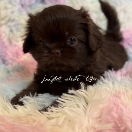 Shih Tzu Puppies from Joiful Shih Tzu