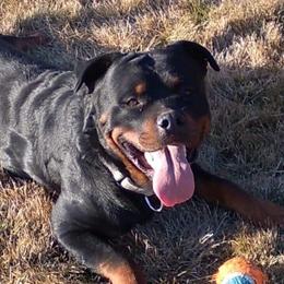 Jaxxon - Rottweiler