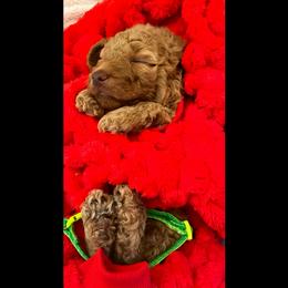 Goldendoodle Puppies from Kid's Best Doodle