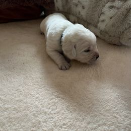 Snow - Yellow female Labrador Retriever puppy in San Diego, California from Sammieslabpuppies