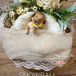 Goldendoodle Puppies from All My Doodles