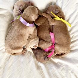 Aussiedoodle and Goldendoodle Puppies from Dandy Doodle Ranch