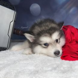 Purple collar F - Alaskan Malamute puppy in Spokane, Washington from Asgard Wooly Malamutes
