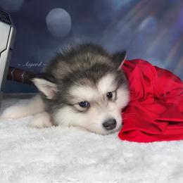Purple collar F - Alaskan Malamute puppy in Spokane, Washington from Asgard Wooly Malamutes
