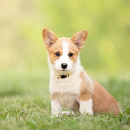 Yellow Collar Female- Goldilocks - Sable female Pembroke Welsh Corgi puppy in Waverly Hall, Georgia from 6g Ranch Corgis
