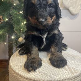Bernedoodle and Goldendoodle Puppies from Blended Acres & Kennels