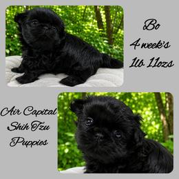 Bo - Black male Shih Tzu puppy in Maize, Kansas from Air Capital Shih Tzu Puppies