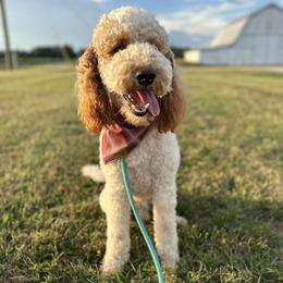 Ollie - Parti male Goldendoodle puppy in Crothersville, Indiana from Wischmeier’s Doodles