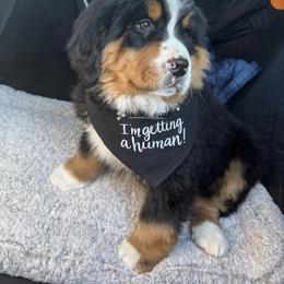 Bernese Mountain Dog Puppies from Purple Sage Puppies Bernese Mountain Dogs