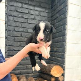 Sully - Black and white male Border Collie puppy in Taylor, Arizona from Vowell Farm Border Collies