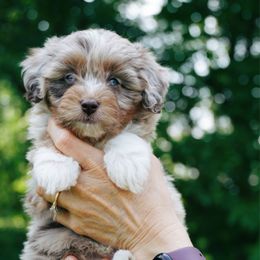 Luke - Red merle male Aussiedoodle puppy in Michigan from Kingsden Aussies and doodles