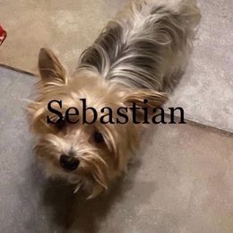 Yorkshire Terrier All Grown Up from Dj’s House of Yorkies