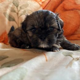 Cashew  (Cash) - Brindle male Shih Tzu puppy in Bluffton, South Carolina from Cuddly Coastal Cuties
