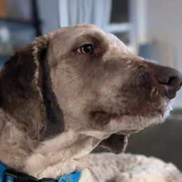 Loki - Assorted Doodle Crosses