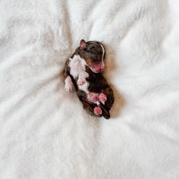 Coach - Merle male Bernedoodle puppy in Jackson, Missouri from Pincksten Family Doodles